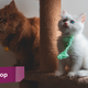 Illustration for article titled The Best Cat Scratching Posts, According To Our Readers